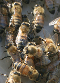 Western Honey Bee